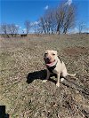 adoptable Dog in , MN named Mia