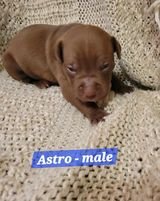 adoptable Dog in Andover, MN named Astro