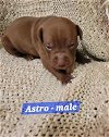 adoptable Dog in  named Astro