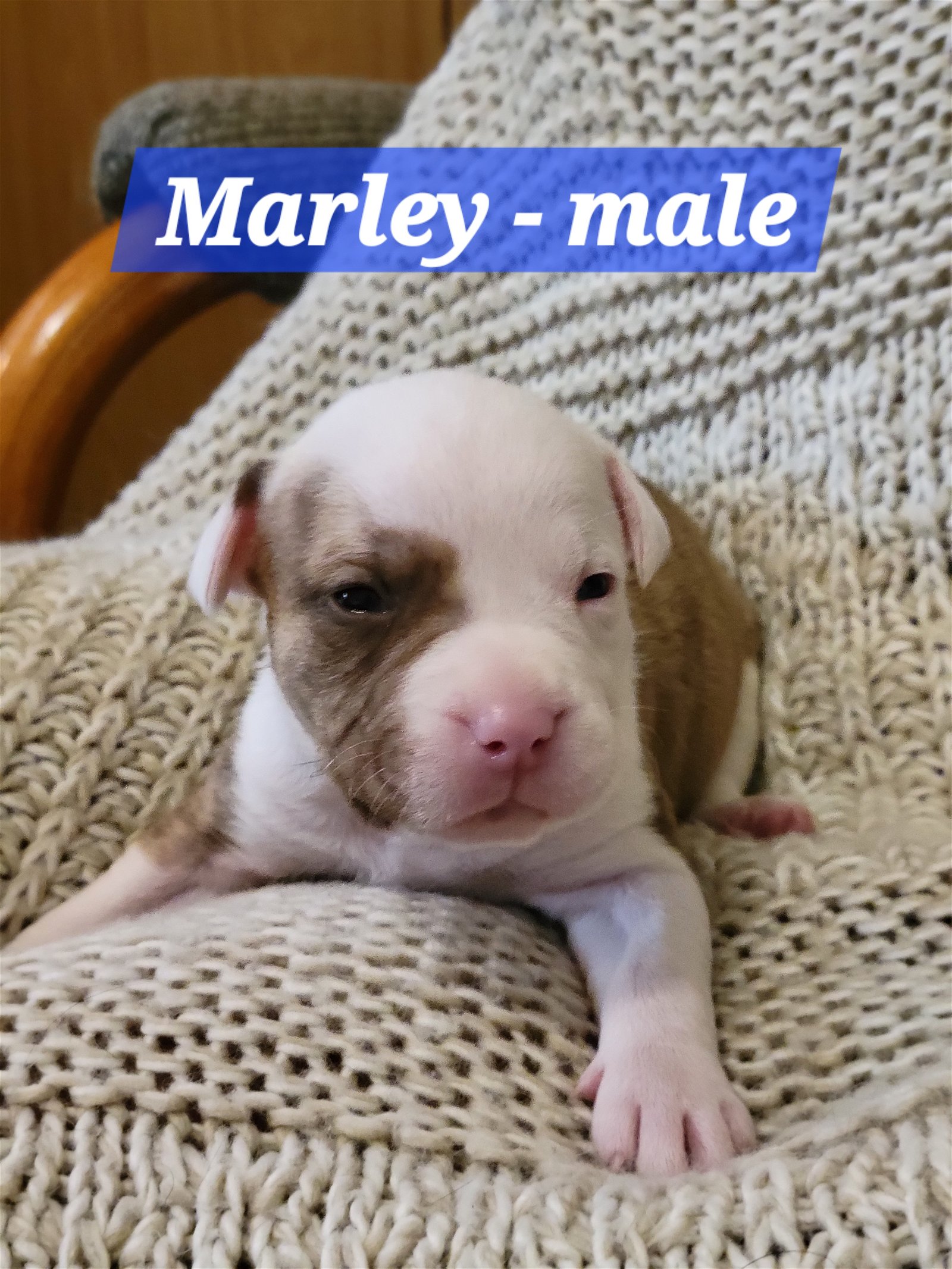 adoptable Dog in Andover, MN named Marley