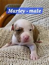 adoptable Dog in  named Marley