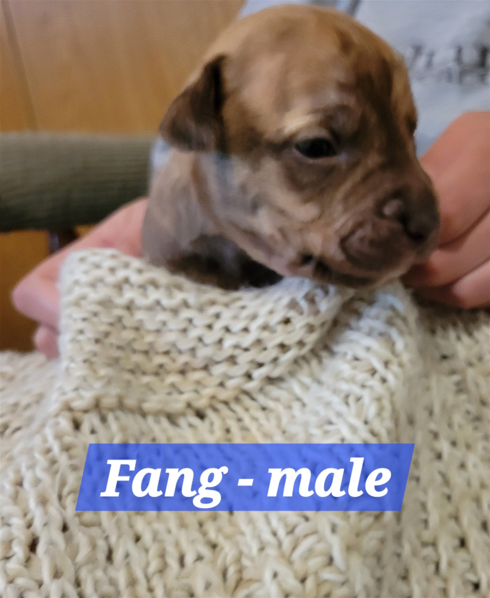 adoptable Dog in Andover, MN named Fang