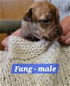 adoptable Dog in  named Fang
