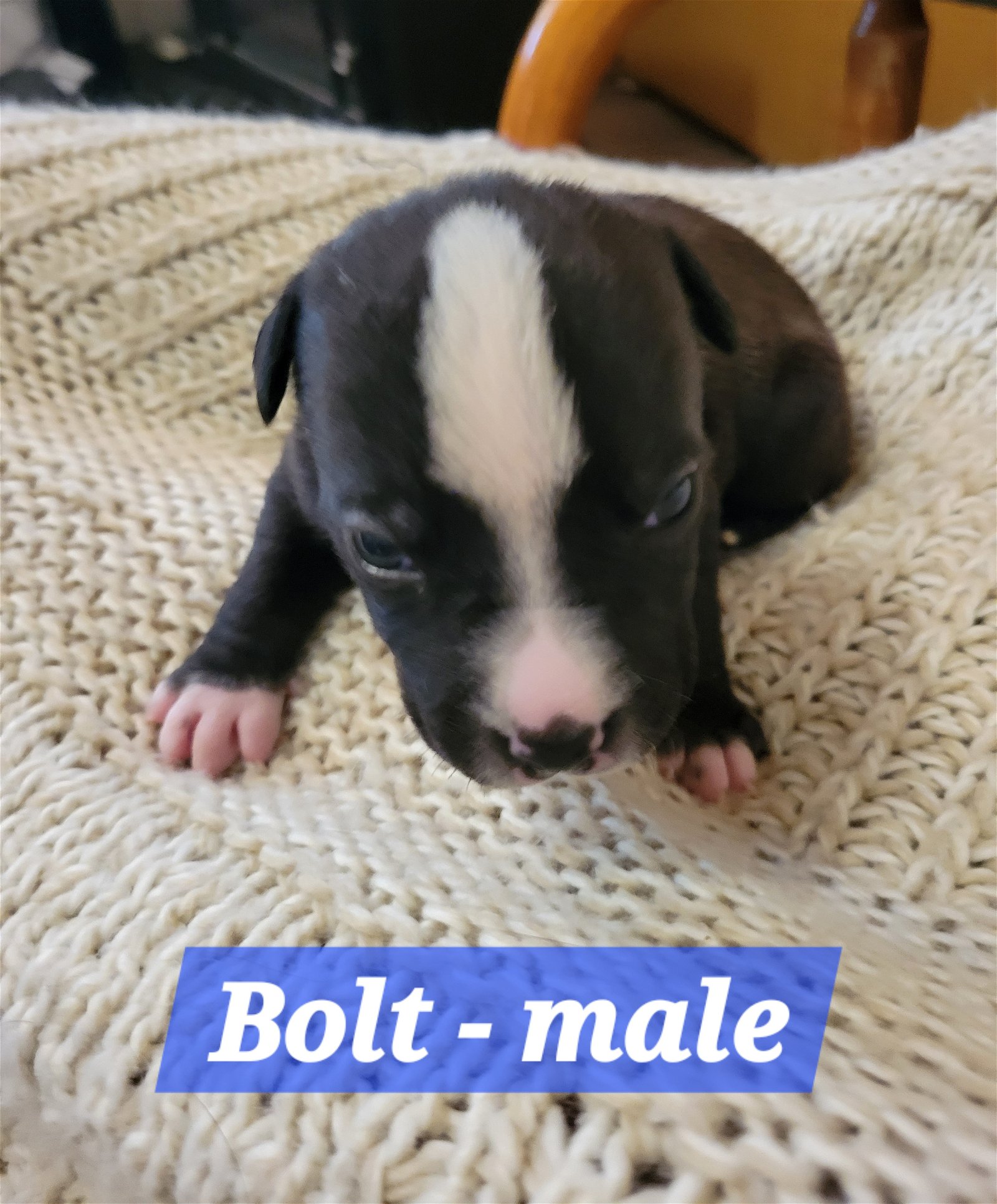 adoptable Dog in Andover, MN named Bolt