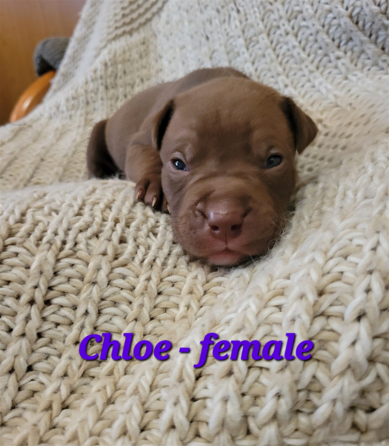 adoptable Dog in Andover, MN named Chloe