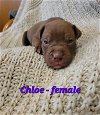 adoptable Dog in  named Chloe