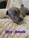 adoptable Dog in  named Skye