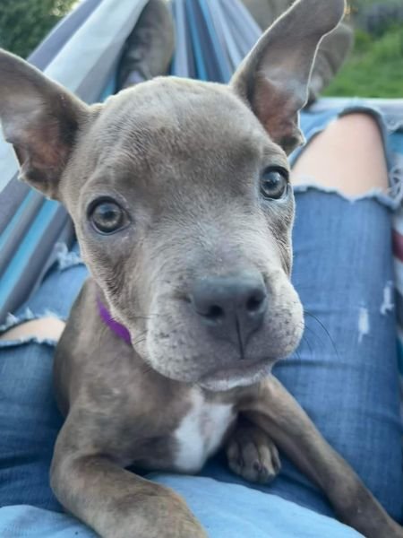 adoptable Dog in Andover, MN named Lilo