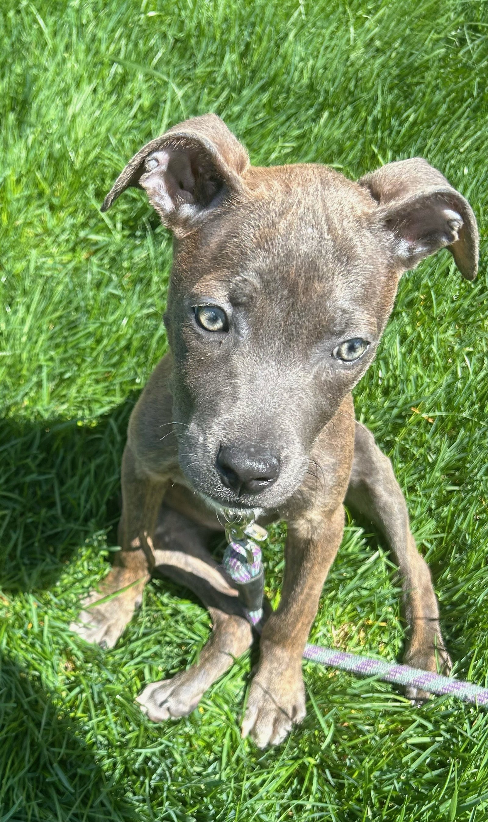 adoptable Dog in Andover, MN named Stitch