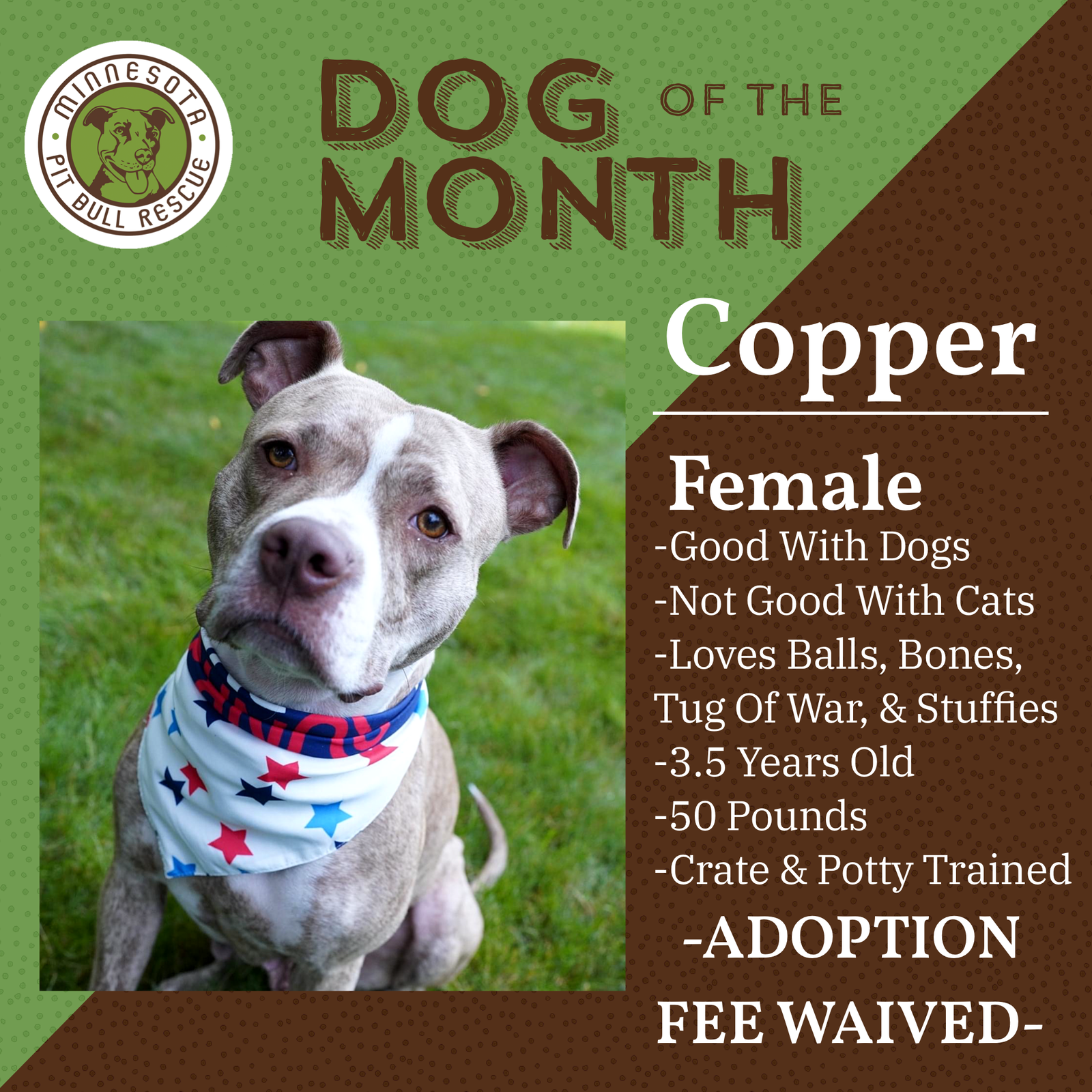 adoptable Dog in Andover, MN named Copper