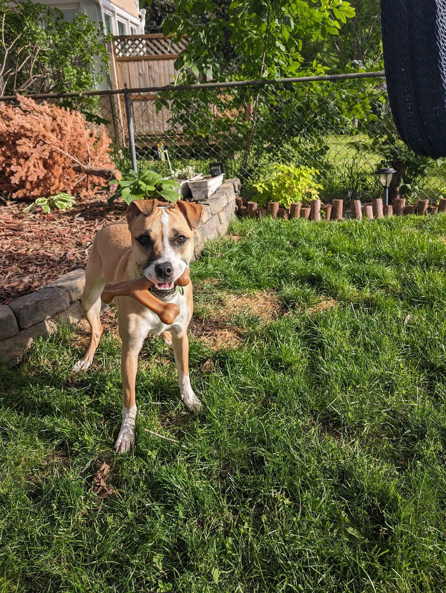 adoptable Dog in Andover, MN named Chihiro