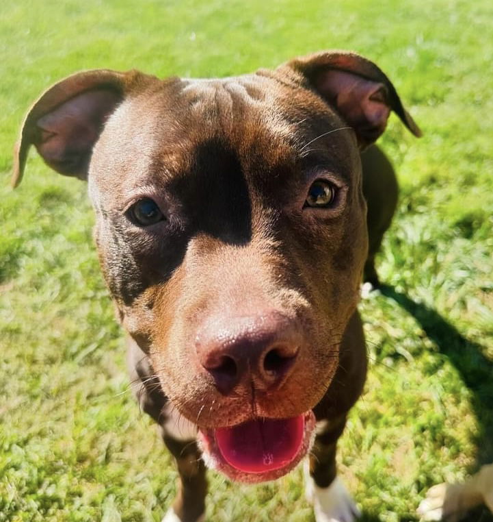 adoptable Dog in Andover, MN named Mocha (3 legs)