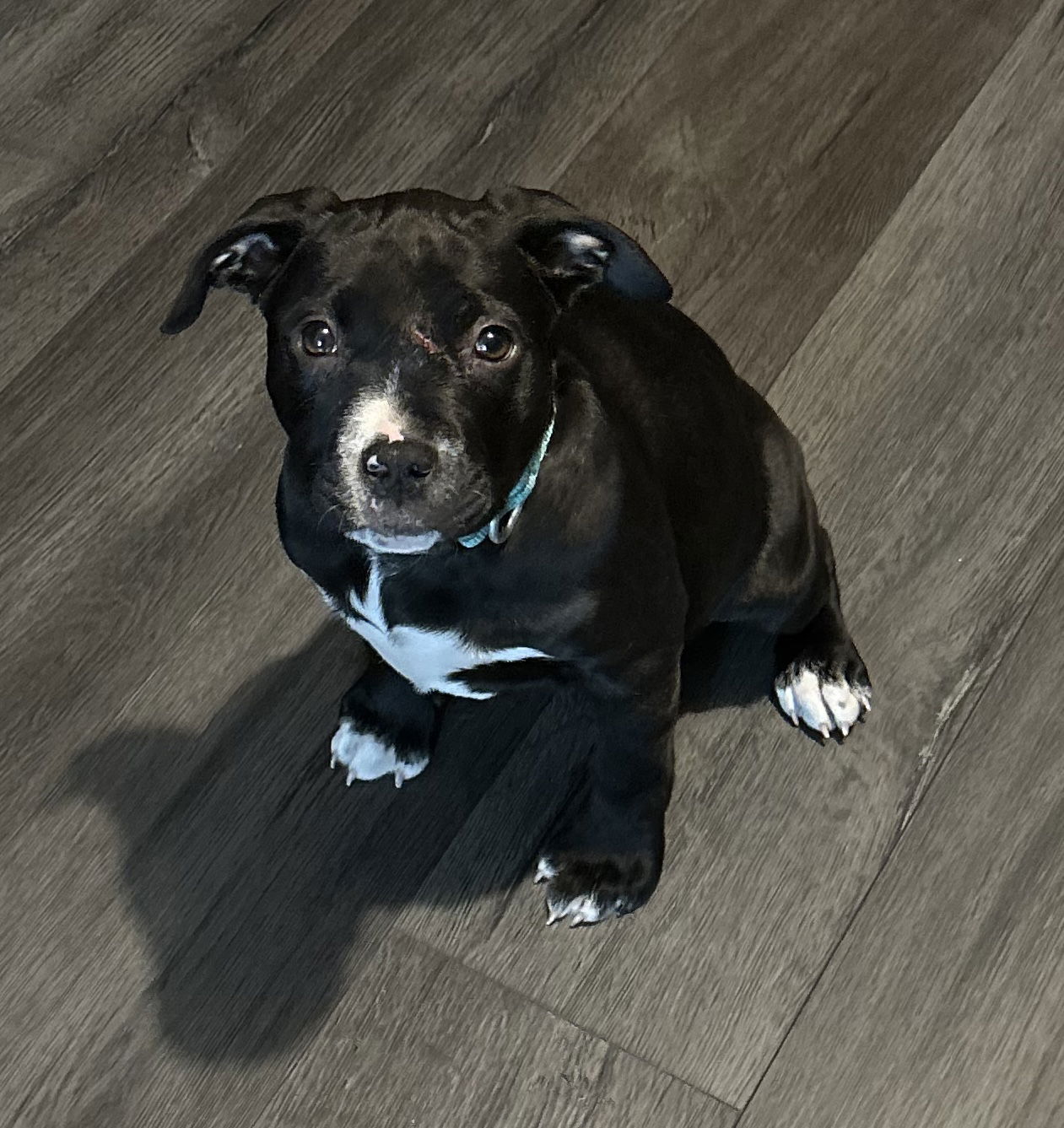 adoptable Dog in Andover, MN named Victory