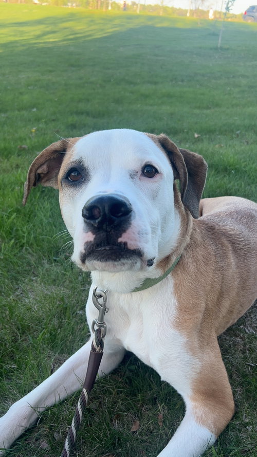 Lenny- OS, an adoptable American Pit Bull Terrier in Andover, MN
