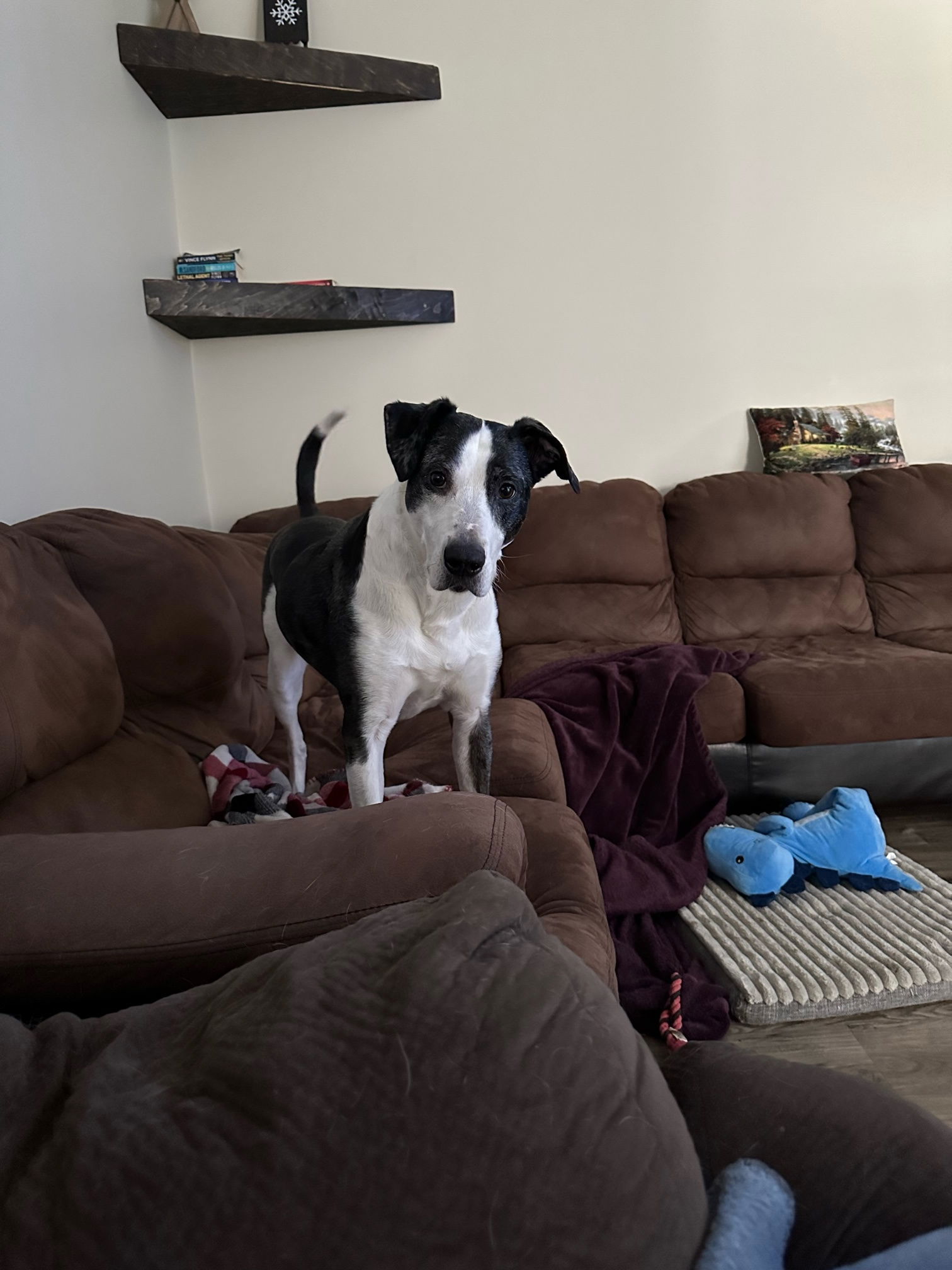 adoptable Dog in Andover, MN named Roxy **OSCP** Dog of the Month