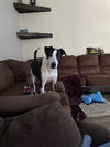 adoptable Dog in  named Roxy **OSCP** Dog of the Month