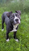 adoptable Dog in  named Bully