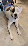 adoptable Dog in  named Sebastian **DEAF**  **OSCP**