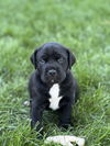adoptable Dog in  named Reid