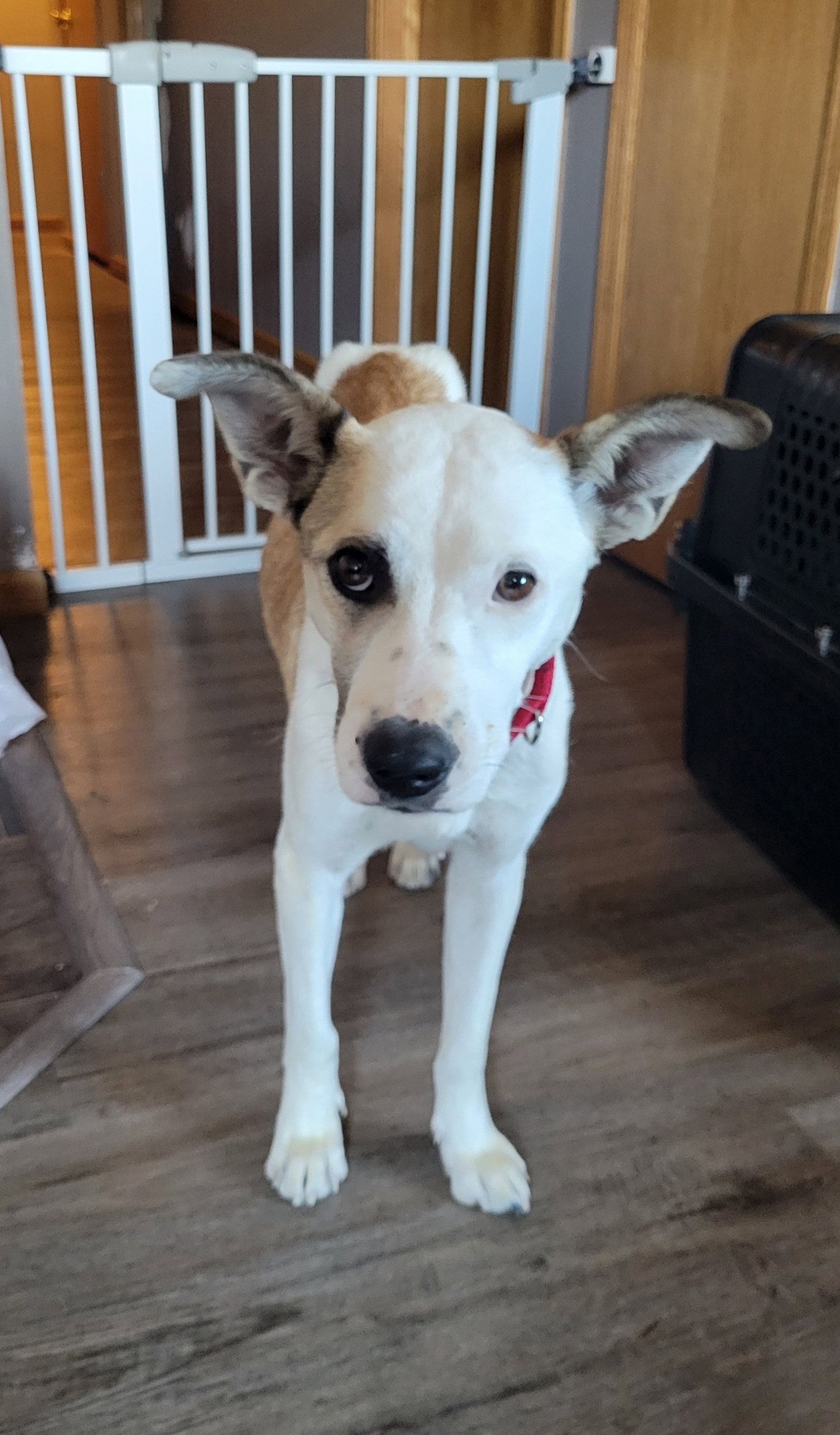Dog adoption in Andover, MN 55304: American Pit Bull Terrier Dog "Freya"