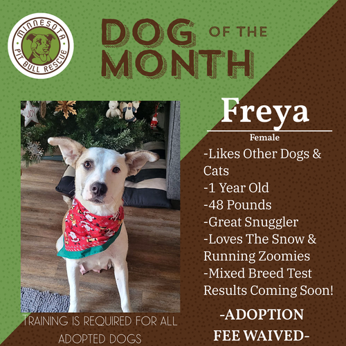Freya, an adoptable Australian Cattle Dog in Andover, MN