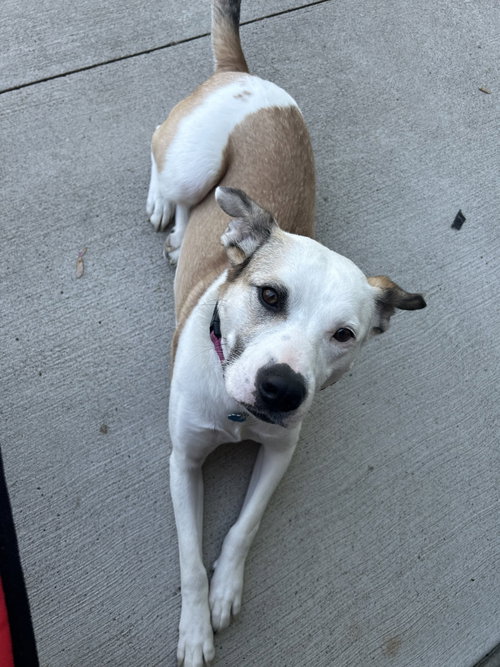 Freya, an adoptable Shepherd in Andover, MN