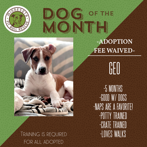 Geo *Adoption Fee Waived- Dog of the Month*, an adoptable American Pit Bull Terrier in Andover, MN