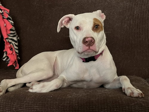 Nide- OS, an adoptable American Pit Bull Terrier in Andover, MN