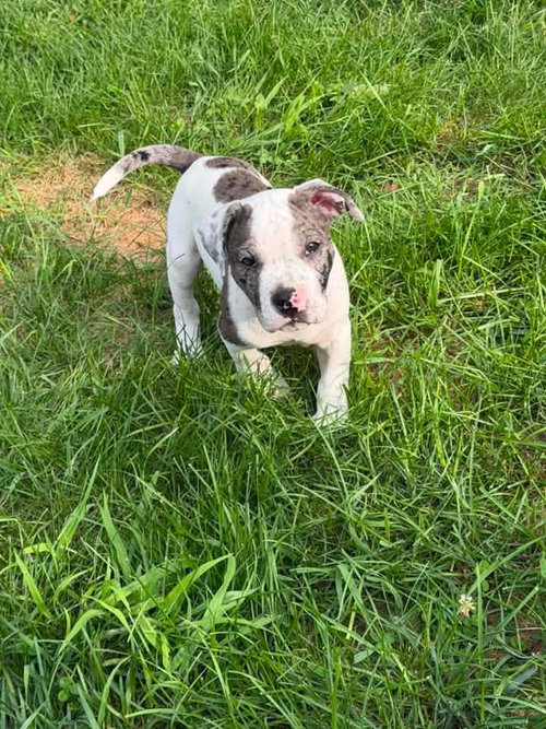 Howard, an adoptable American Pit Bull Terrier in Andover, MN