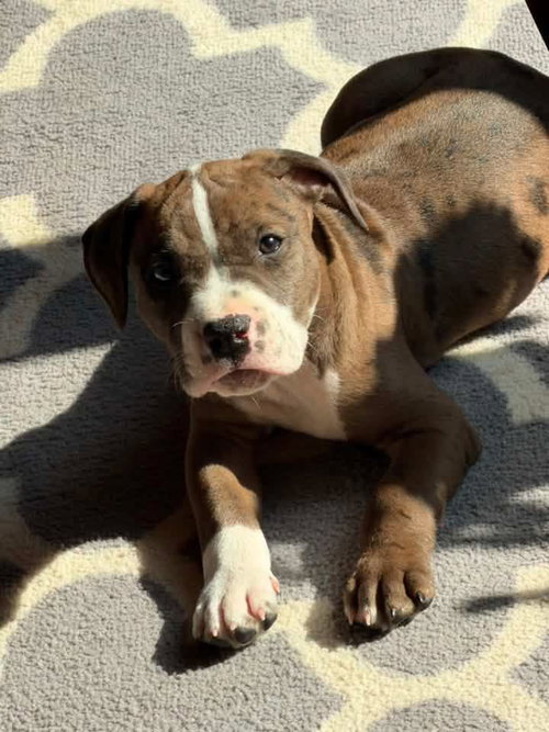 Miles, an adoptable American Pit Bull Terrier in Andover, MN