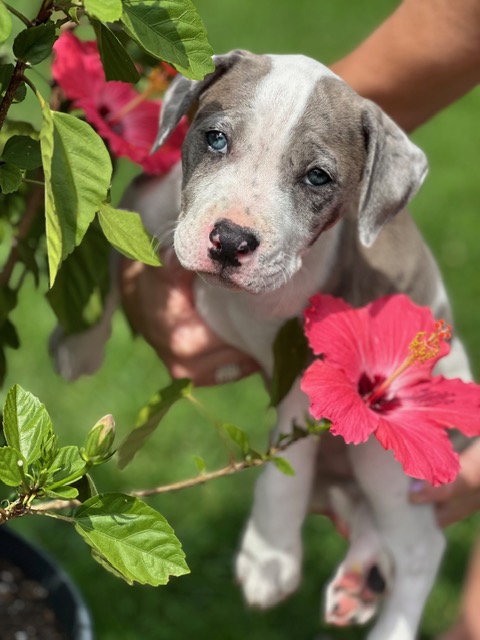 Phee, an adoptable American Pit Bull Terrier in Andover, MN