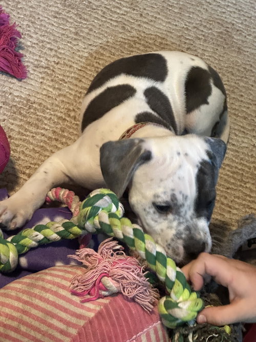 Courtney, an adoptable American Pit Bull Terrier in Andover, MN