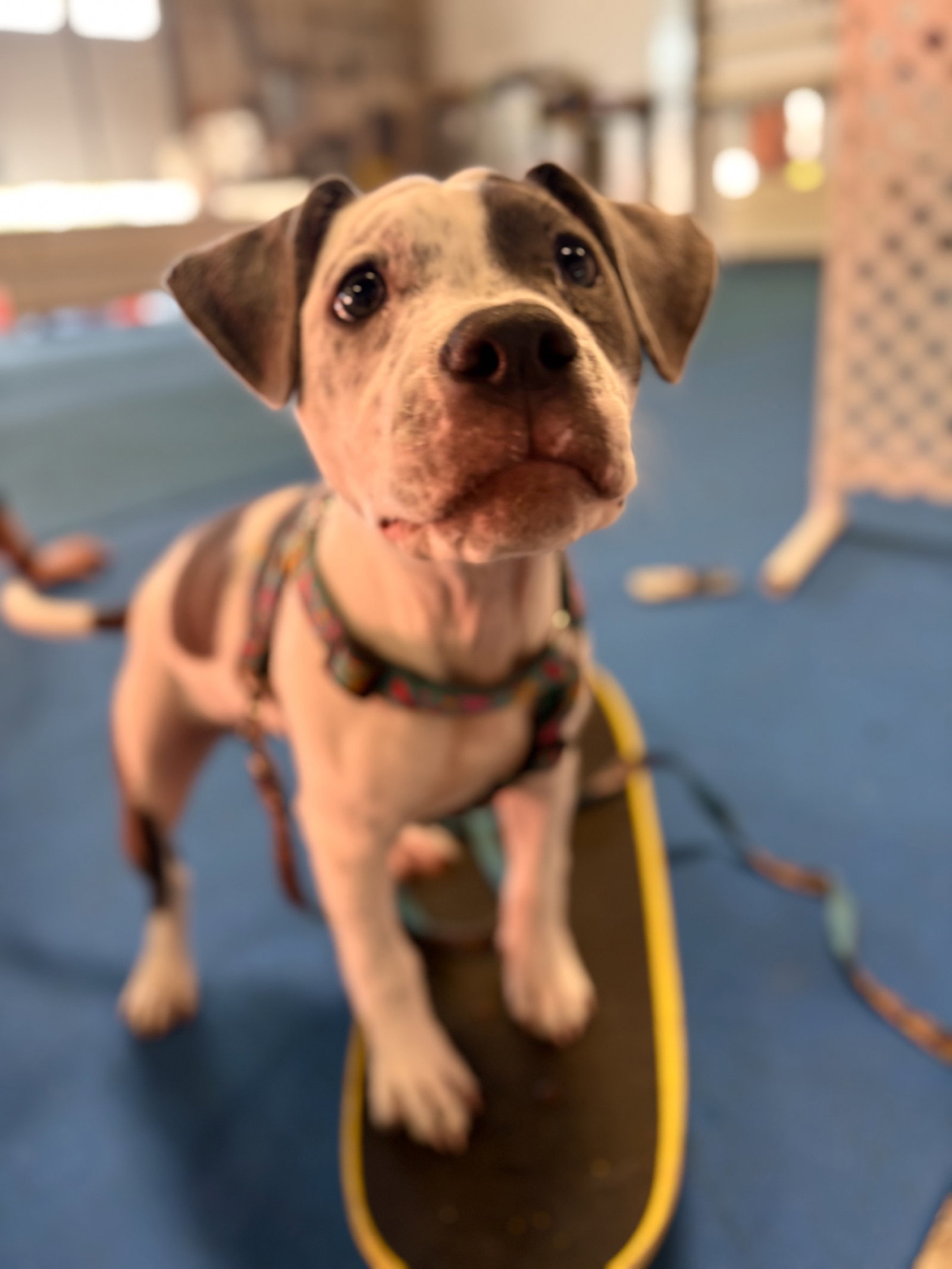 Courtney **DEAF**, American Pit Bull Terrier