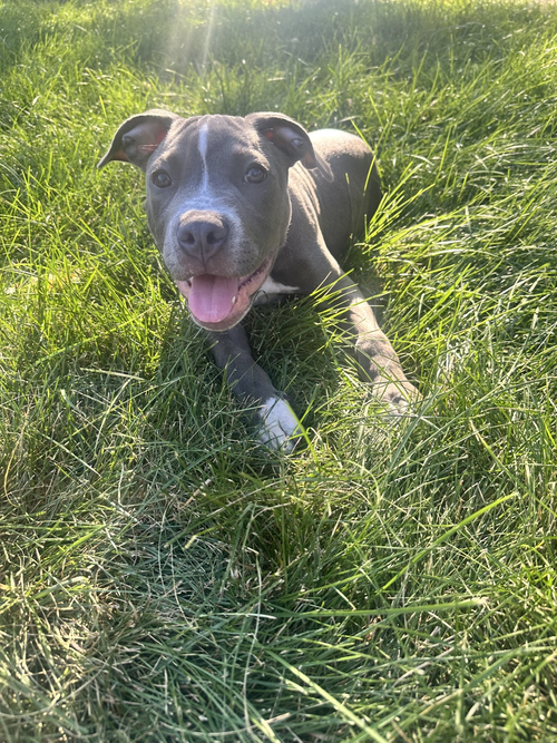 Oryn, a dog for adoption from Minnesota Pit Bull Rescue