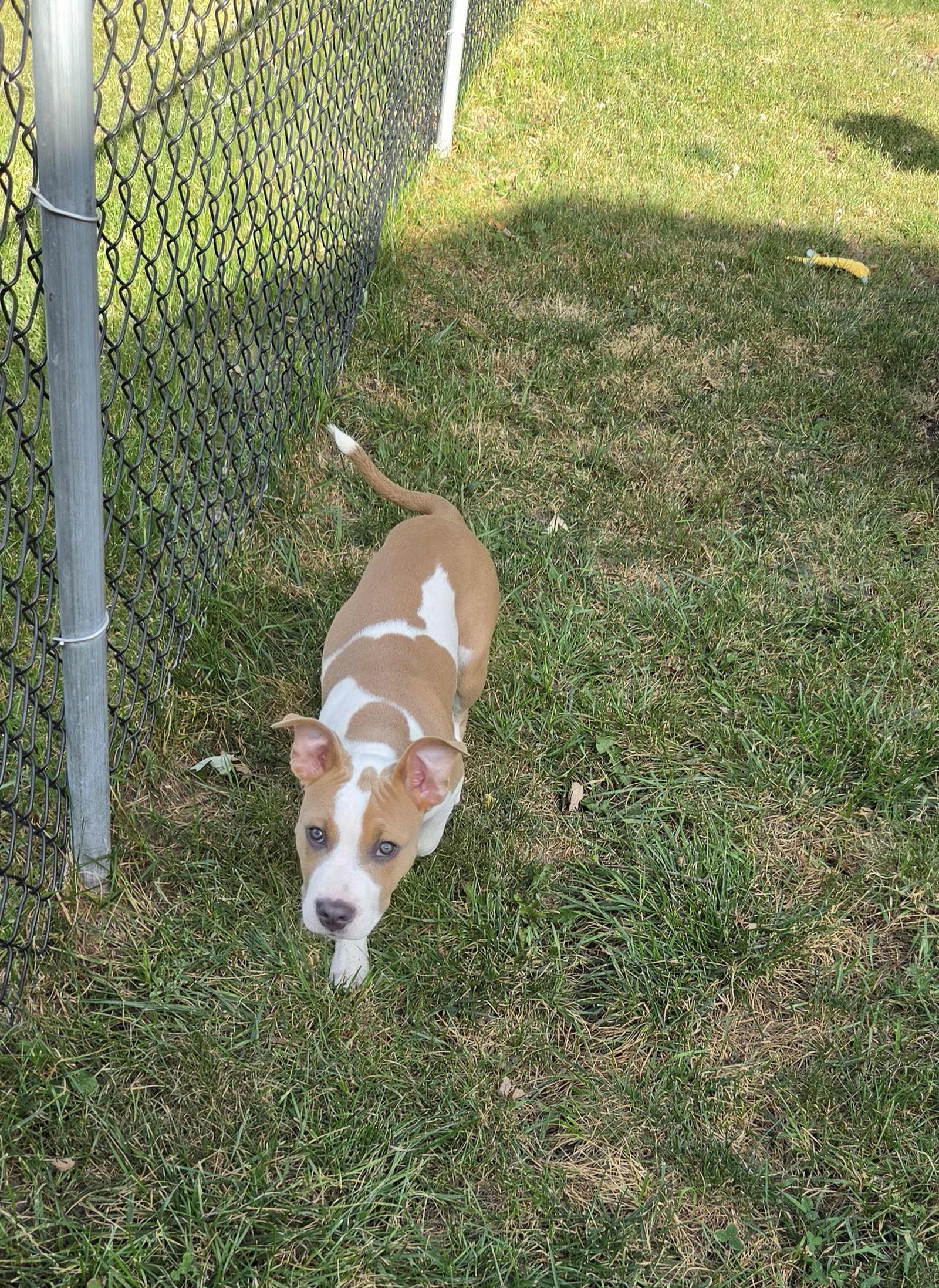 Riah, American Pit Bull Terrier