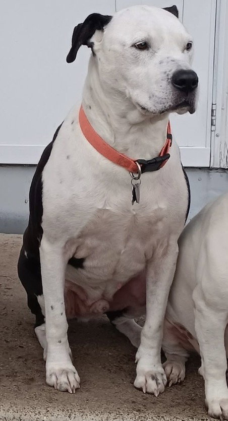 Aldo *adoption fee waived*, American Pit Bull Terrier