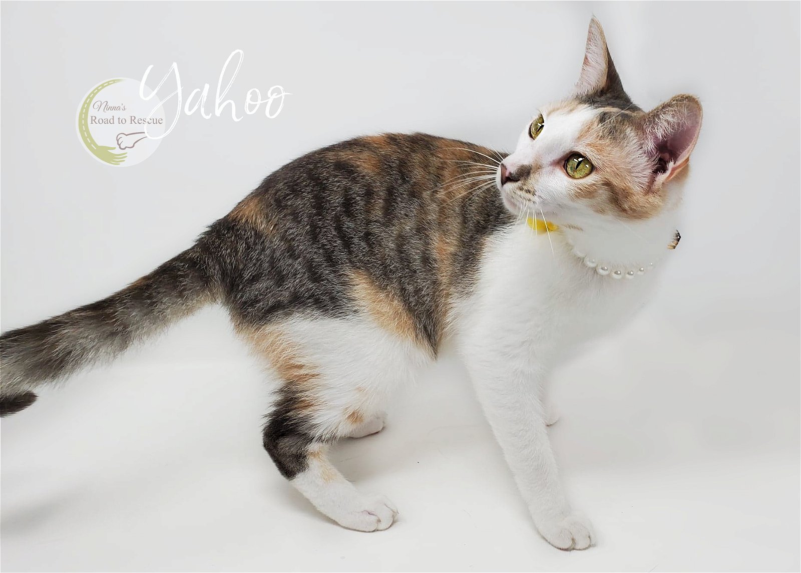 adoptable Cat in Benton, LA named Yahoo
