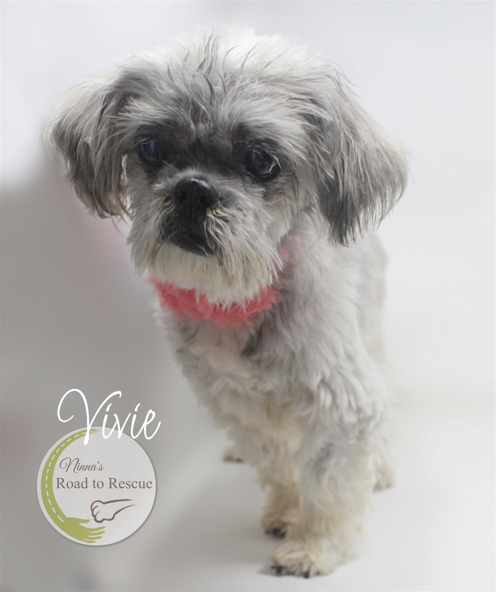 adoptable Dog in Benton, LA named Vivie