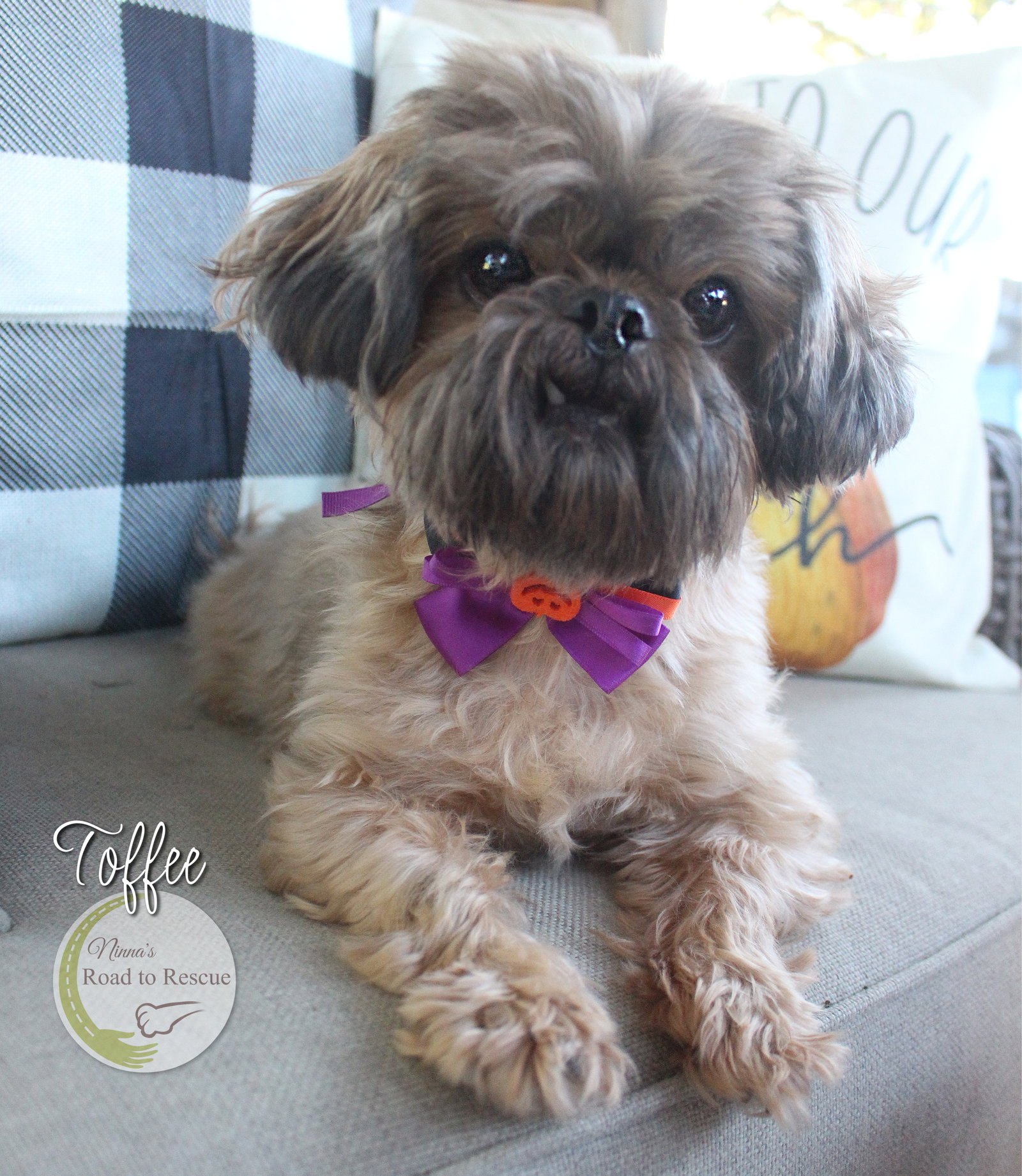 Dog for Adoption Toffee, a Shih Tzu in Caddo Parish, LA Alpha Paw
