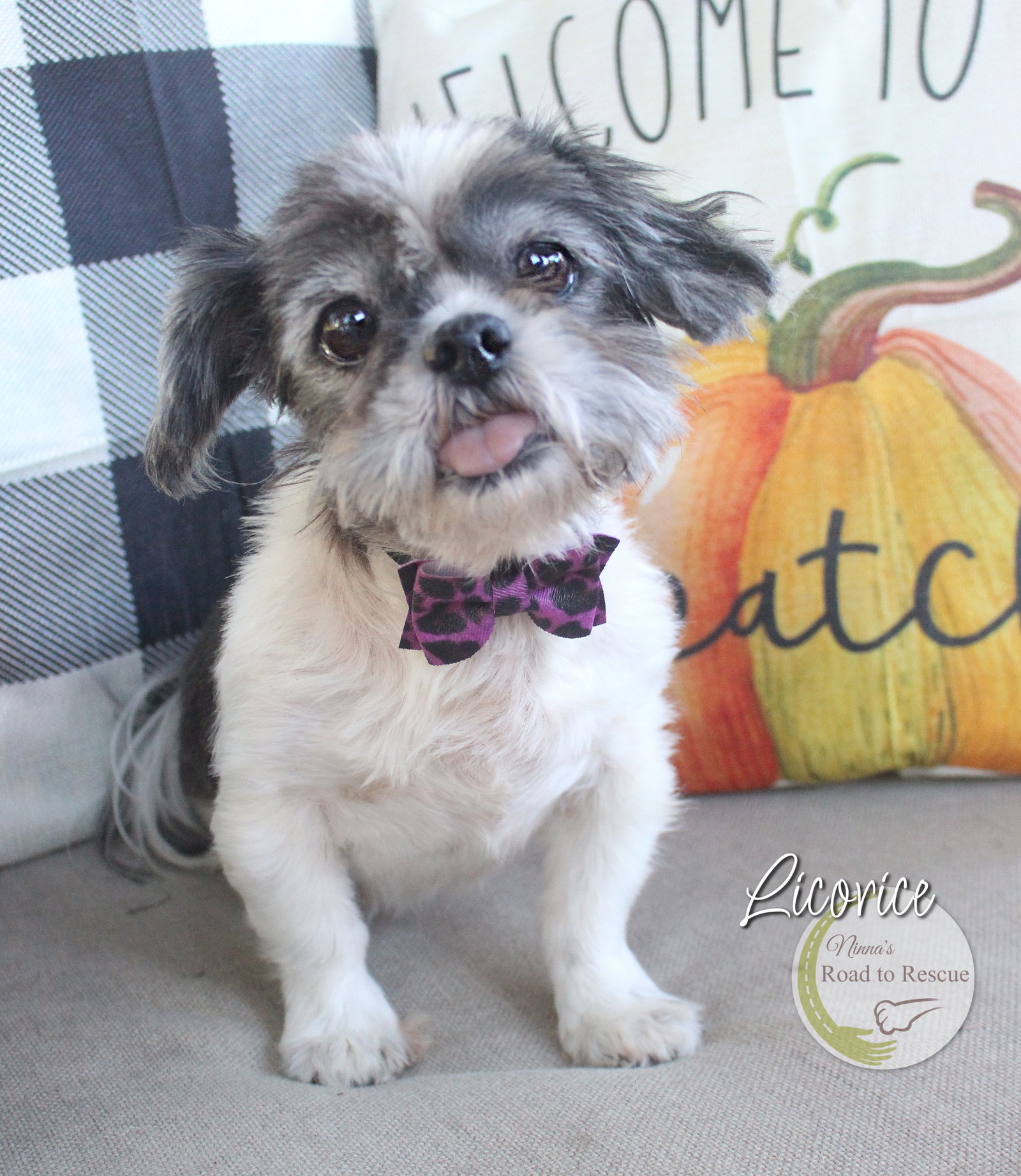 Dog for Adoption Licorice, a Shih Tzu in Caddo Parish, LA Alpha Paw