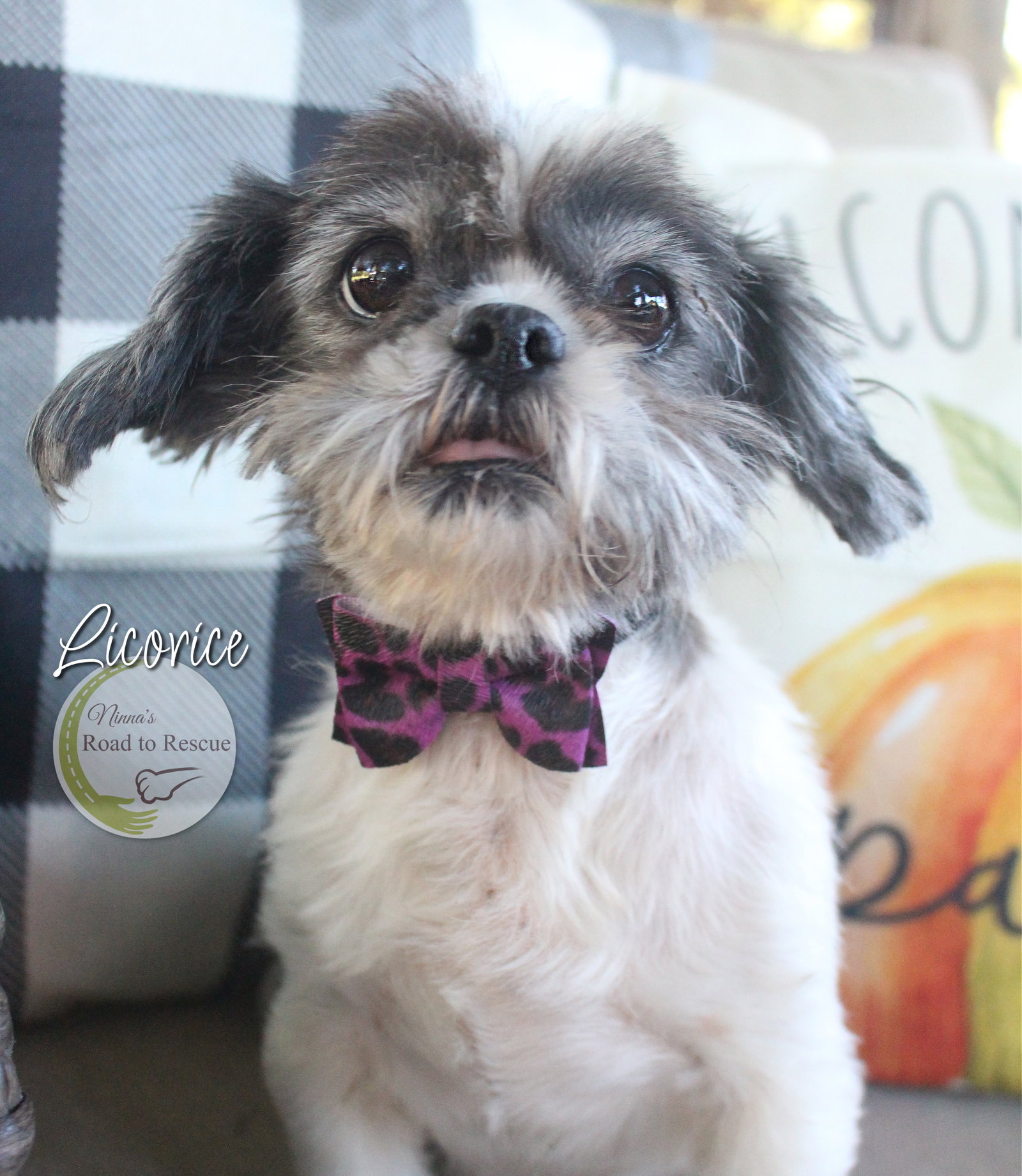 Dog for Adoption Licorice, a Shih Tzu in Caddo Parish, LA Alpha Paw