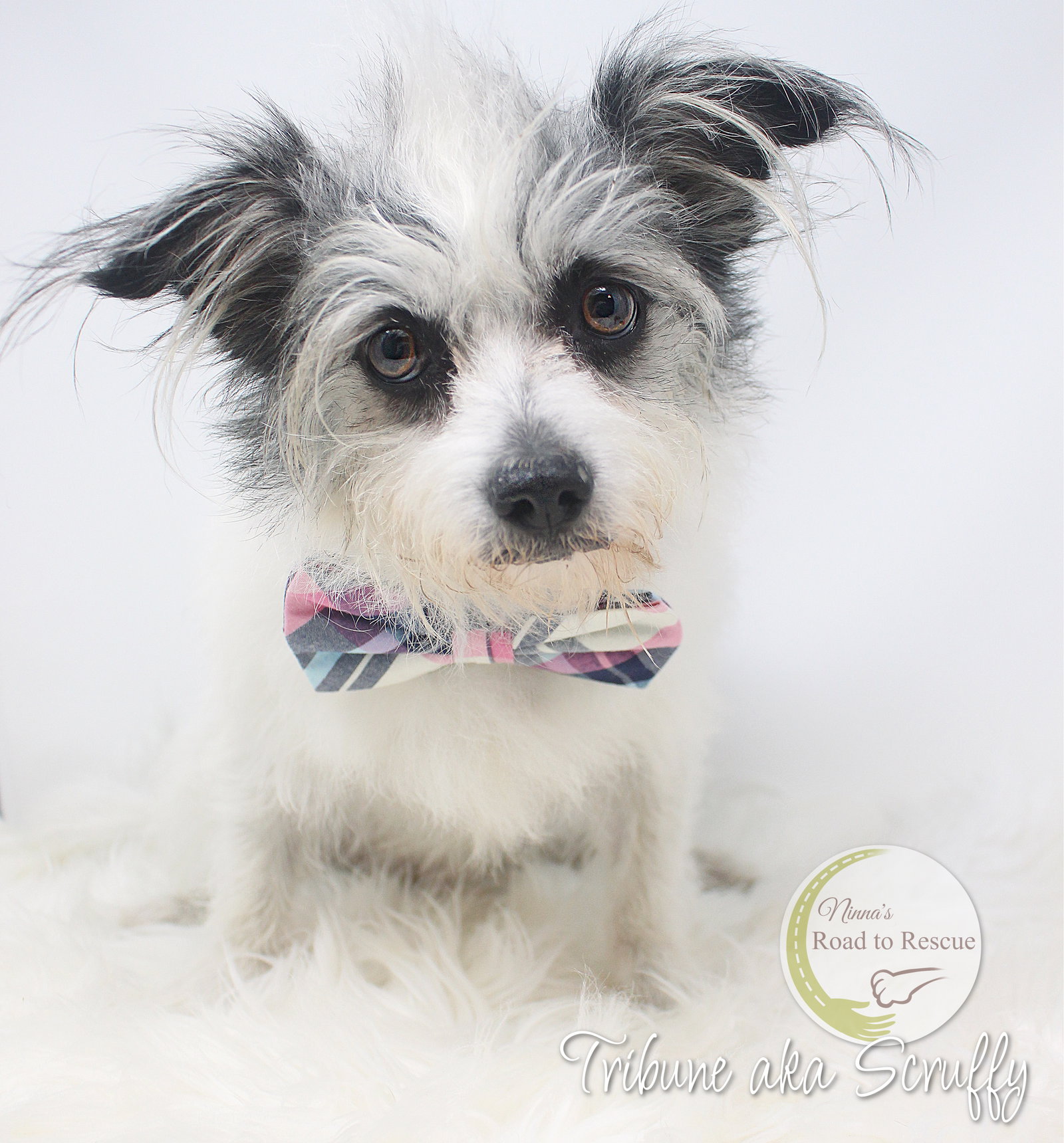 Dog for Adoption Tribune, a Jack Russell Terrier in Marshall, TX