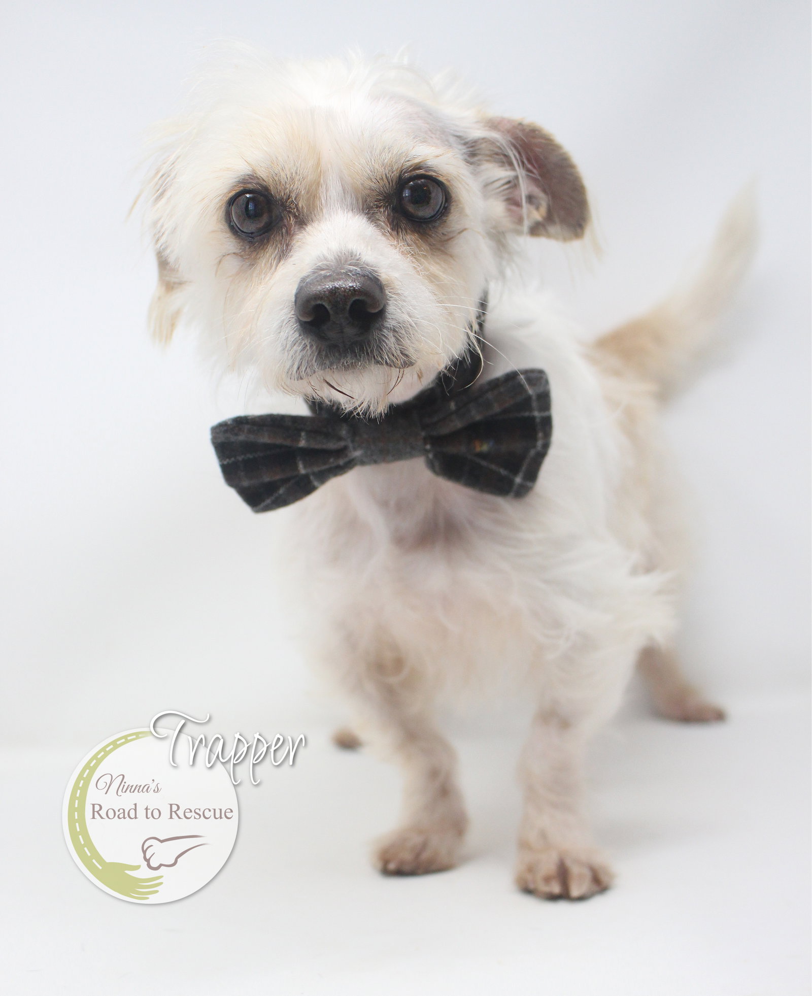 Dog for Adoption Trapper, a Jack Russell Terrier in Atlanta, TX