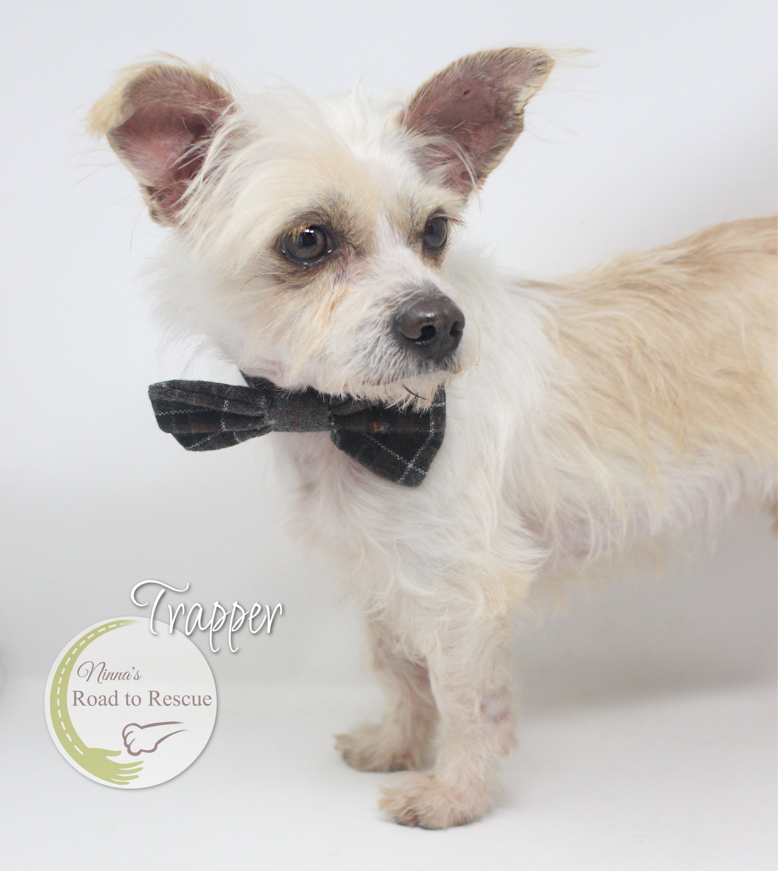 Dog for Adoption Trapper, a Jack Russell Terrier in Atlanta, TX