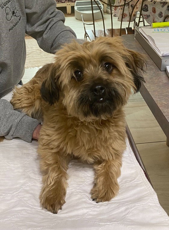 dog-for-adoption-bugatti-pete-not-yet-available-a-lhasa-apso-in