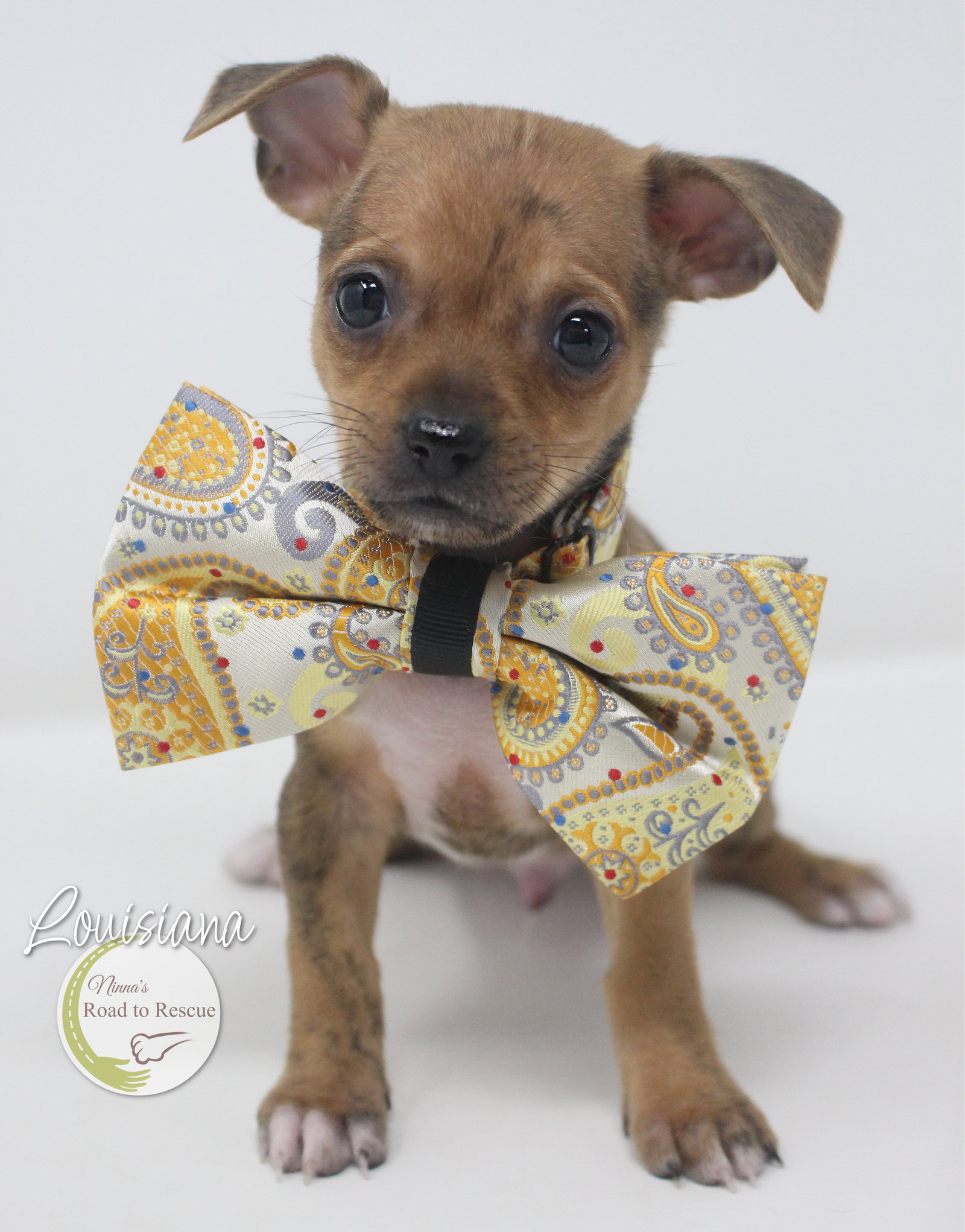 Dog adoption in Benton, LA 71006 Chihuahua / Mixed (short coat) Dog "Louisiana"