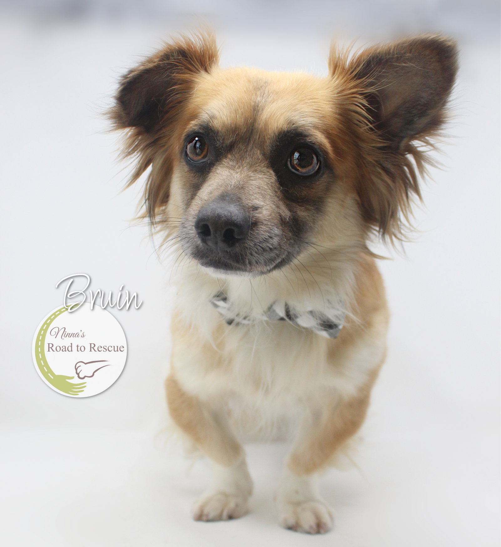Animal Rescue Center Meet Bruin Reference: Dog For Adoption Bruin A Corgi In Atlanta Tx