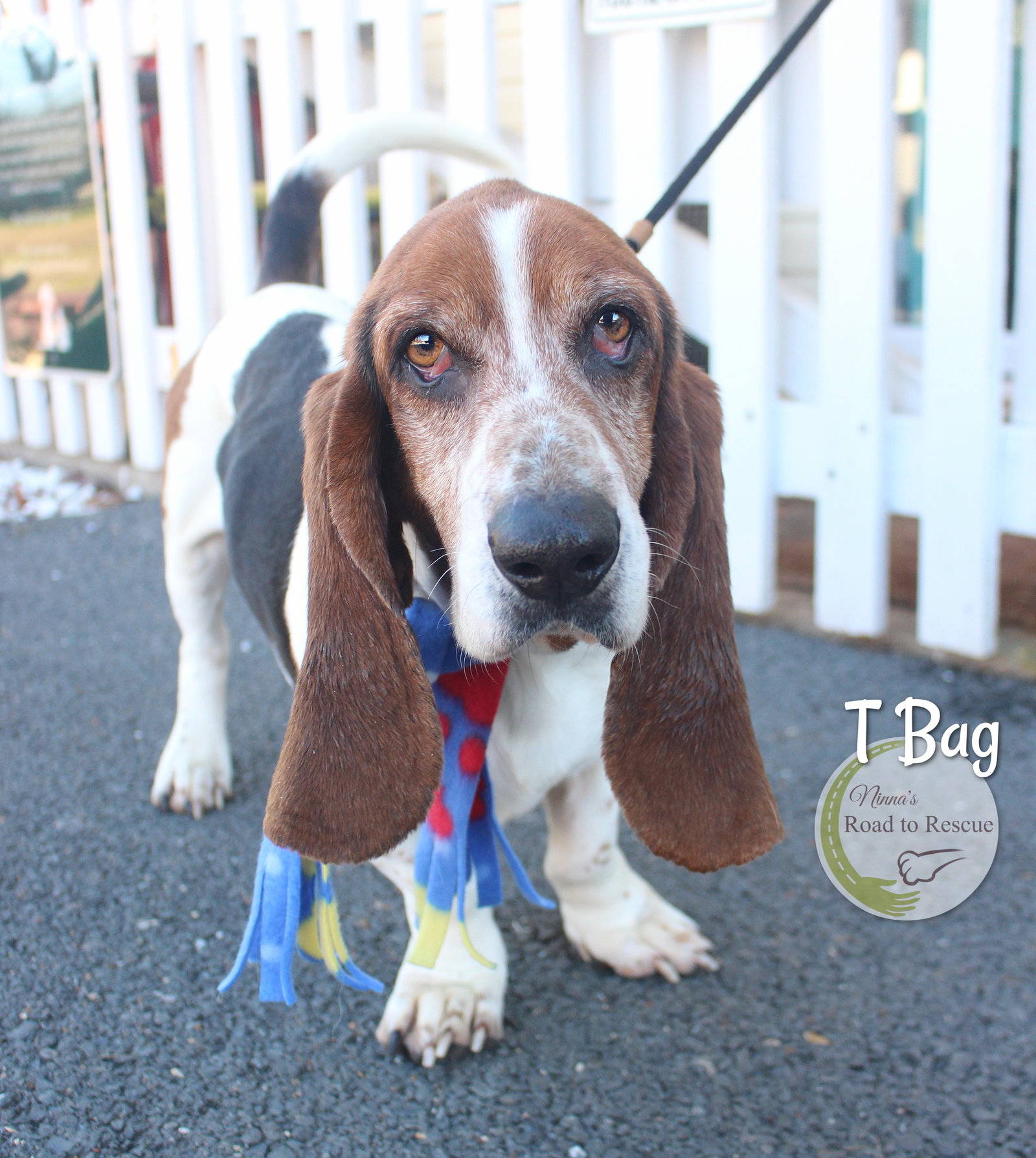 Dog adoption in Benton, LA 71006 Basset Hound (medium coat) Dog "T Bag"