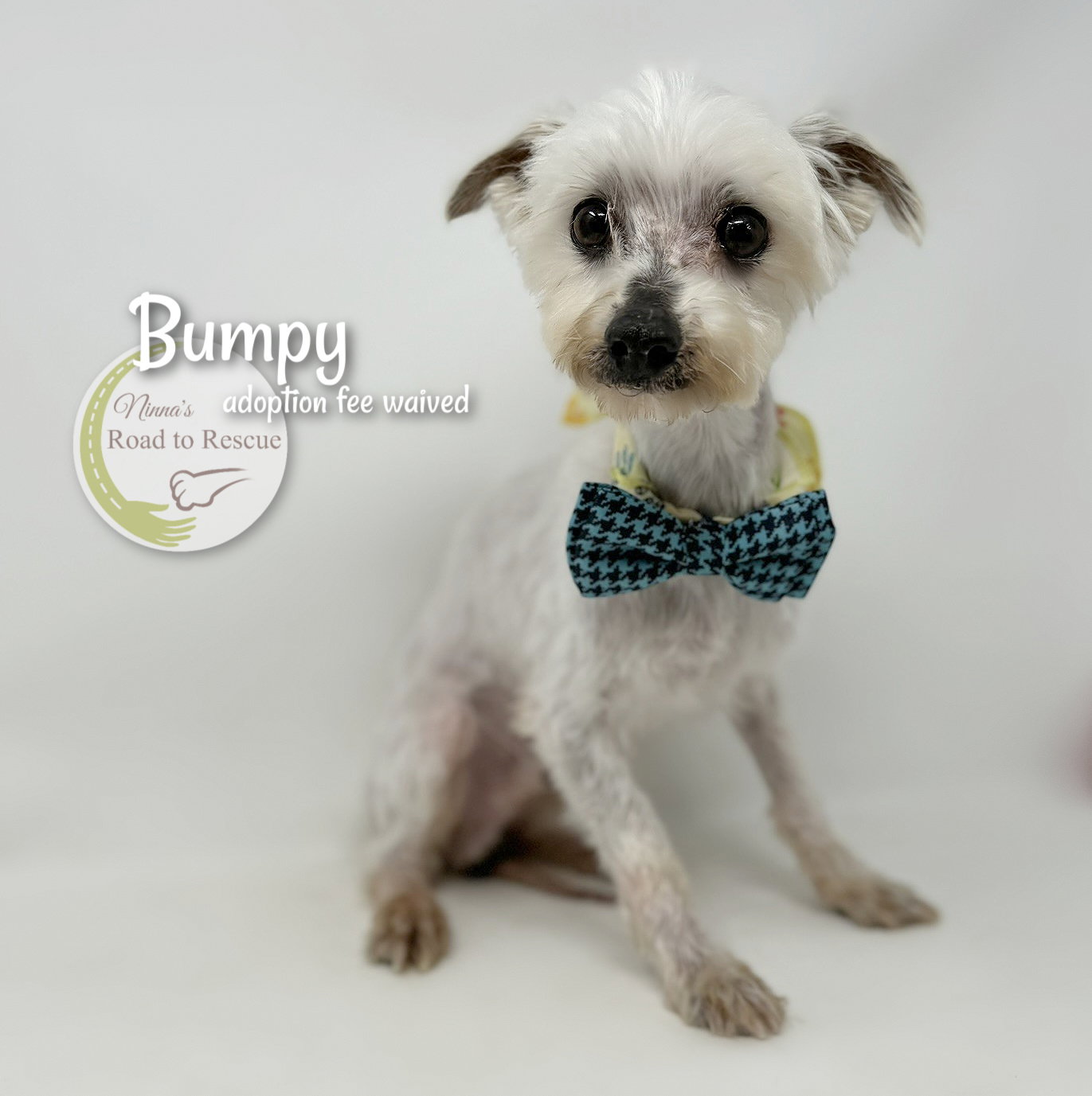 Dog adoption in Benton, LA 71006 Maltese (medium coat) Dog "Bumpy"