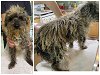 adoptable Dog in benton, LA named Rosco (STRAY -NOT YET AVAILABLE)